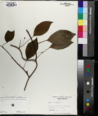 Schisandra glabra image