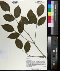 Staphylea trifolia image