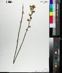 Hieracium longipilum image