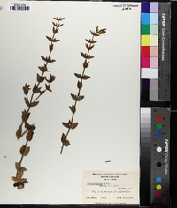 Sophronanthe pilosa image