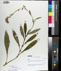 Solidago austrina image