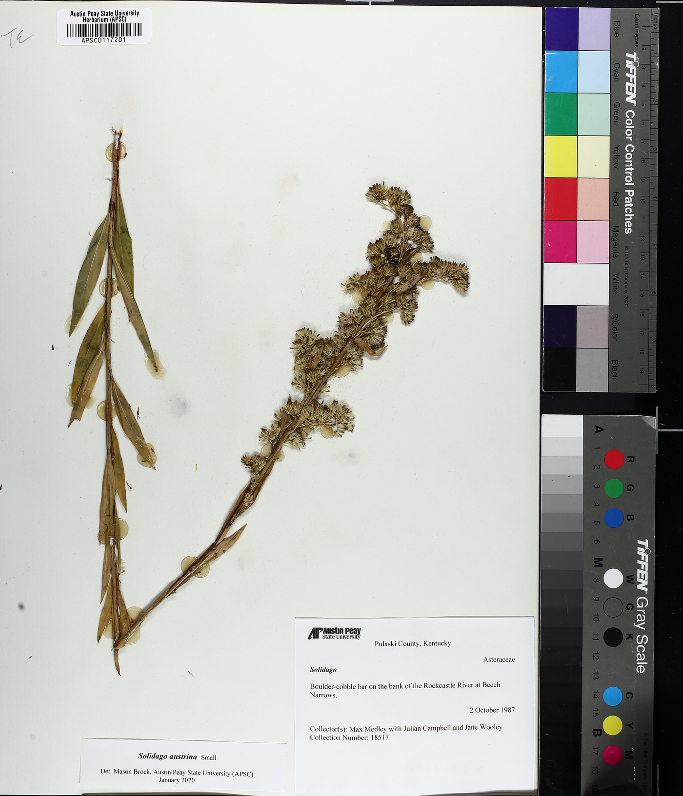 Solidago austrina image