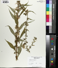 Campanulastrum americanum image