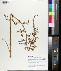 Stenanthium gramineum image