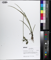 Juncus fascinatus image