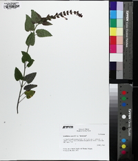 Scutellaria ovata image