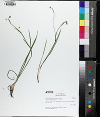 Sisyrinchium ensigerum image