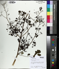 Thalictrum pubescens image