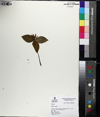 Trillium sessile image