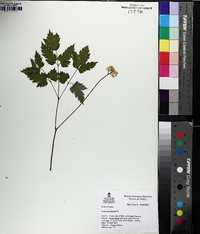 Actaea pachypoda image