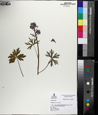 Delphinium tricorne image