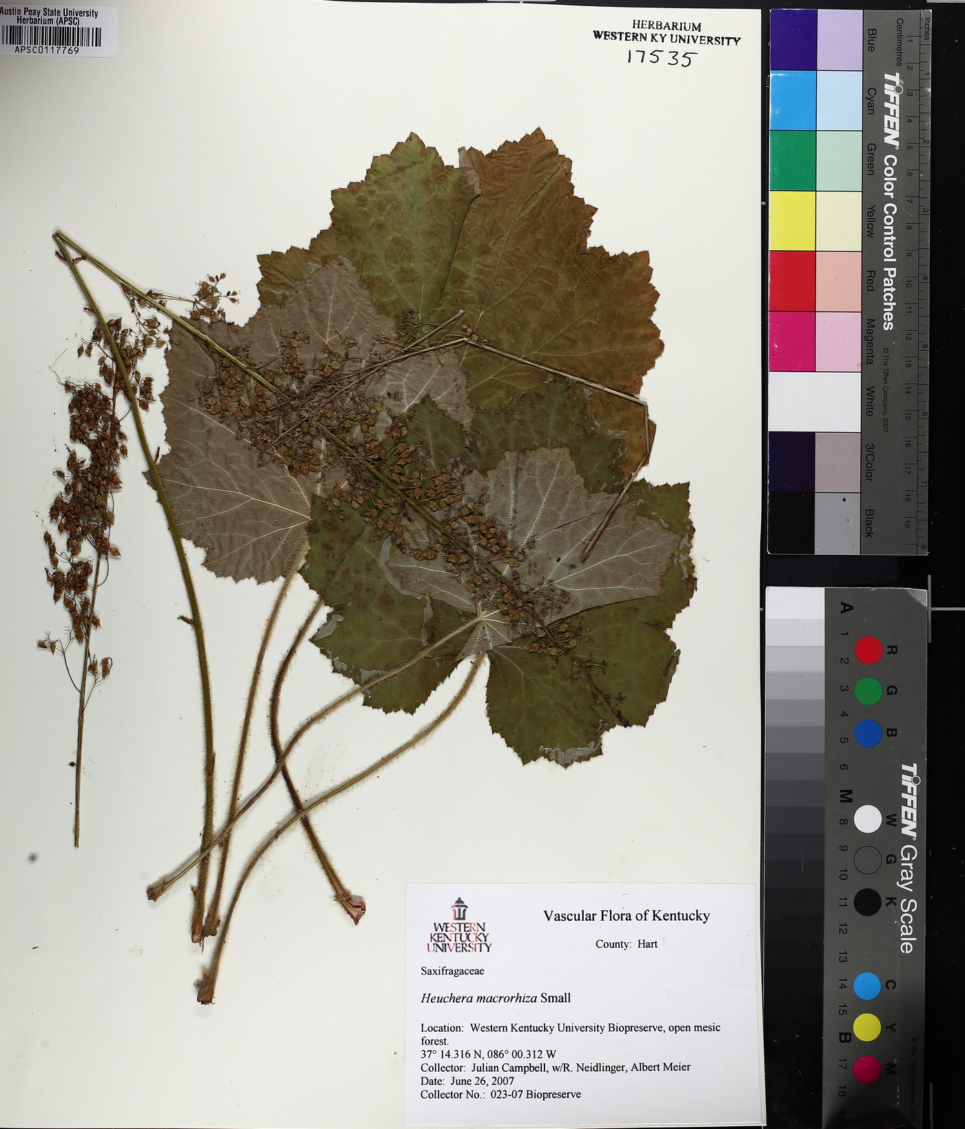 Heuchera macrorhiza image