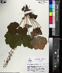 Heuchera macrorhiza image