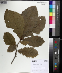 Quercus bicolor image