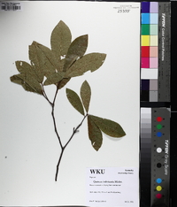 Quercus imbricaria image