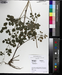 Thalictrum pubescens image