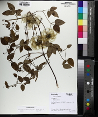 Clematis viorna image