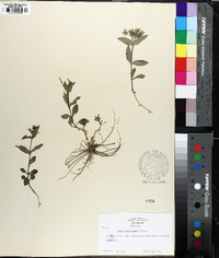 Stellaria pubera image
