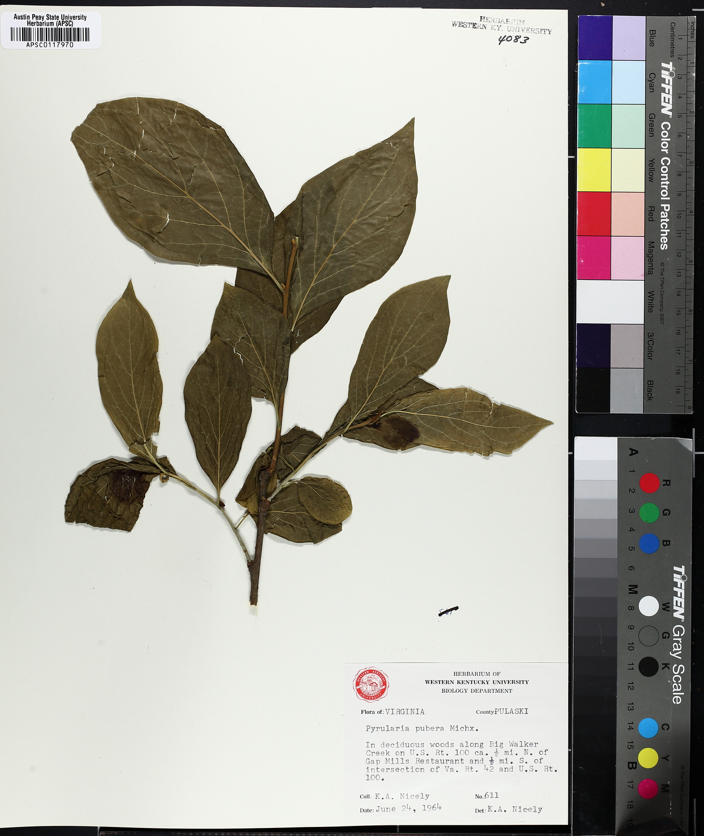 Pyrularia pubera image