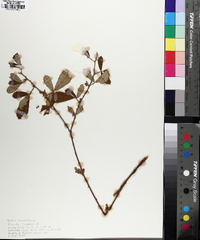 Rubus cuneifolius image