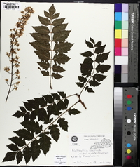 Koelreuteria paniculata image