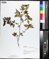 Solanum emulans image