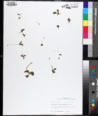 Ophioglossum crotalophoroides image