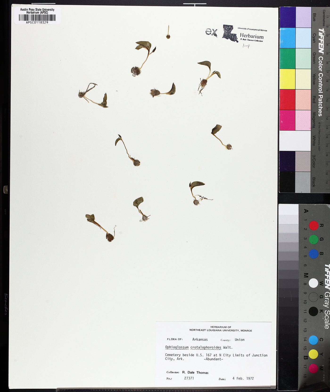 Ophioglossum crotalophoroides image