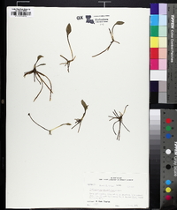 Ophioglossum petiolatum image