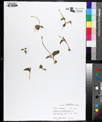 Ophioglossum crotalophoroides image