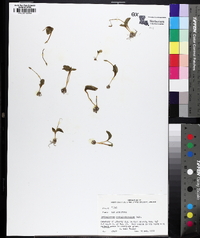 Ophioglossum crotalophoroides image