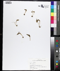 Ophioglossum crotalophoroides image