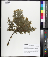 Thuja occidentalis image