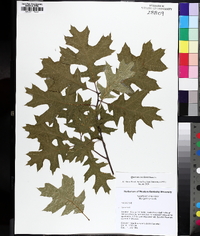 Quercus coccinea image