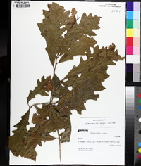 Quercus lyrata image