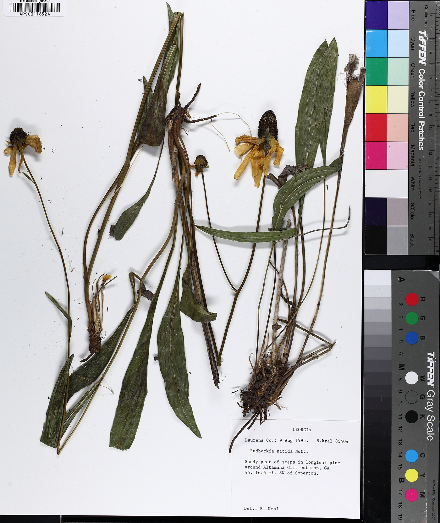 Rudbeckia nitida image