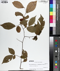 Betula alleghaniensis image