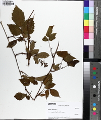 Rubus canadensis image