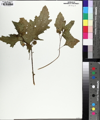 Nicandra physalodes image