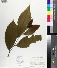 Castanea dentata image