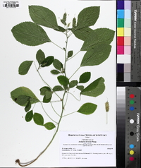 Acalypha arvensis image