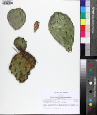 Opuntia mesacantha image