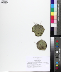 Opuntia cespitosa image