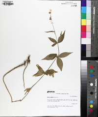 Silene stellata image