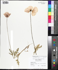 Papaver dubium image