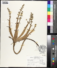 Hottonia inflata image