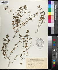 Lysimachia arvensis image