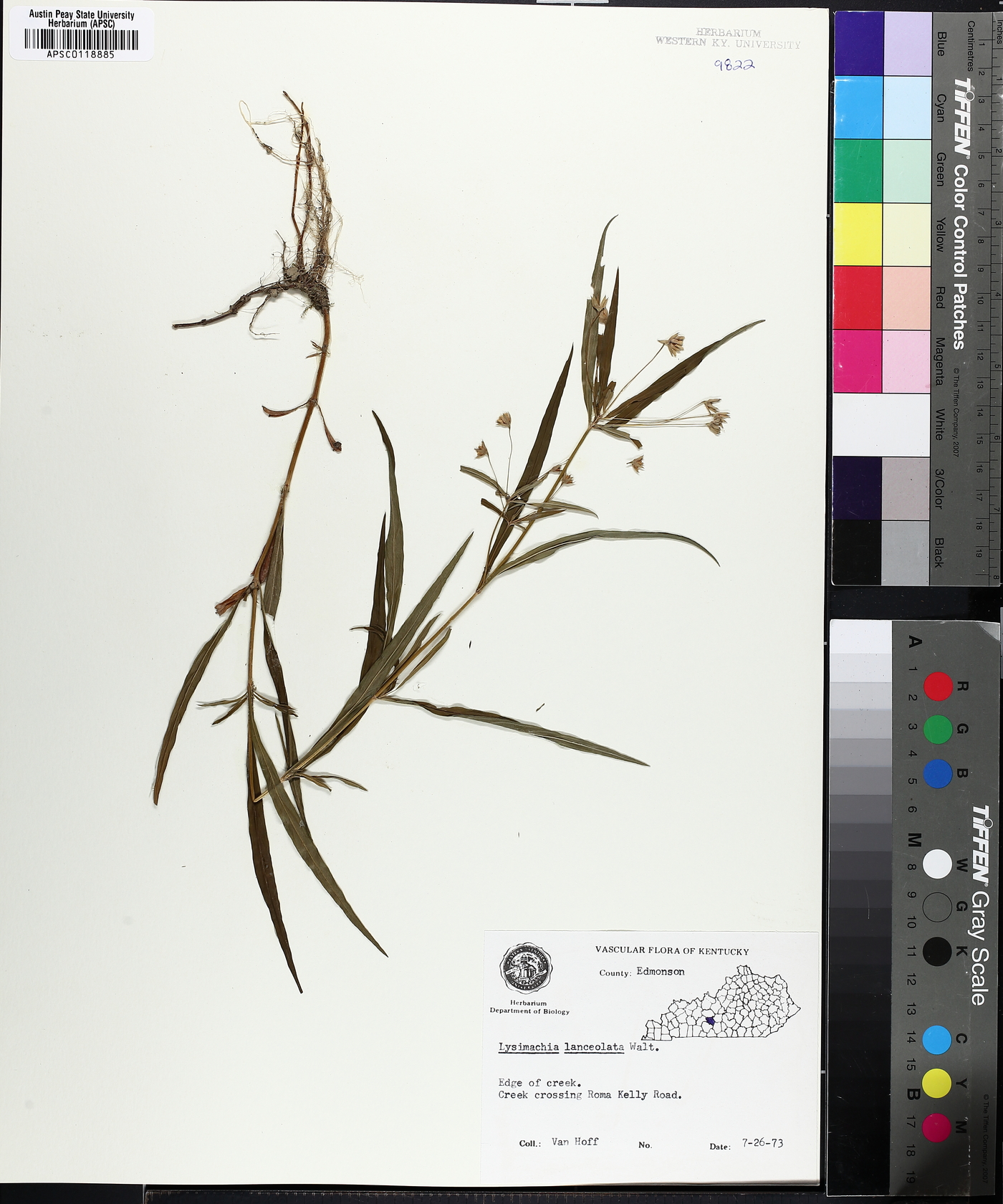 Steironema lanceolatum image