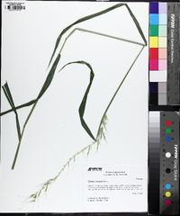 Elymus svensonii image