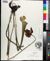 Sarracenia leucophylla image